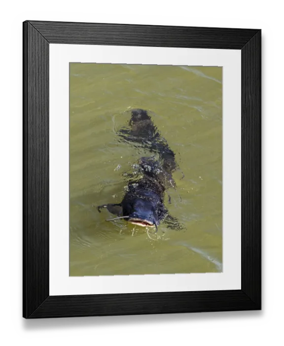 Framed Print : Catfish (Silurus glanis), Cataratas del Iguazu
