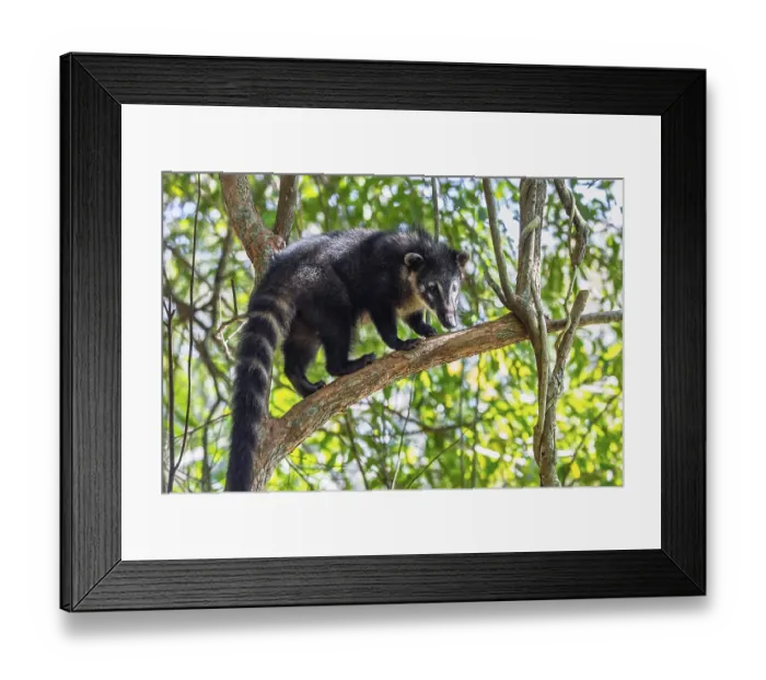 Framed Print : South American coatis (Nasua nasua) Framed Print : South American coatis (Nasua nasua)