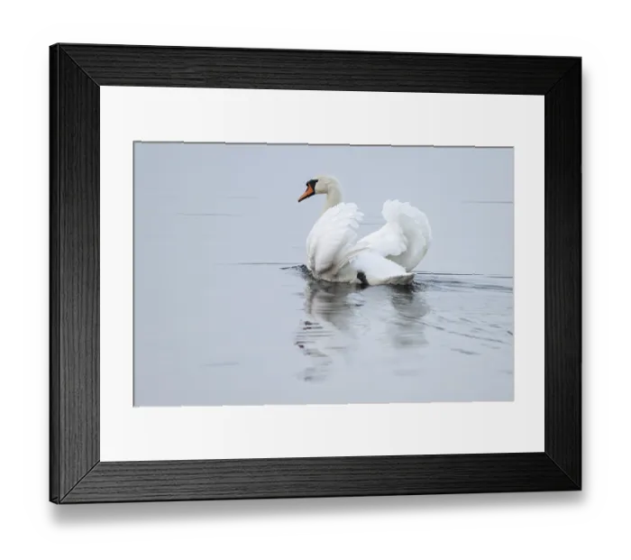 Framed Print : Silted swan (Cygnus olor) swims in impressive position on a lake Framed Print : Silted swan (Cygnus olor) swims in impressive position on a lake
