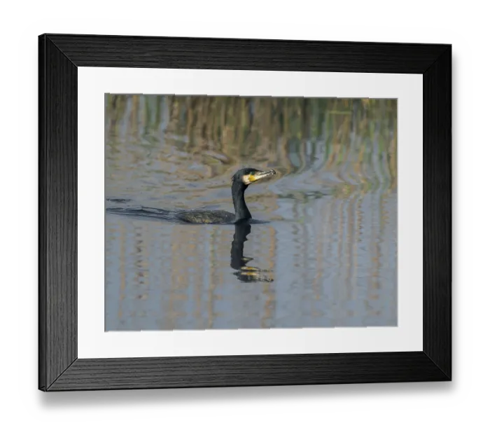 Framed Print : Cormorant (Phalacrocorax carbo) swims on a lake
