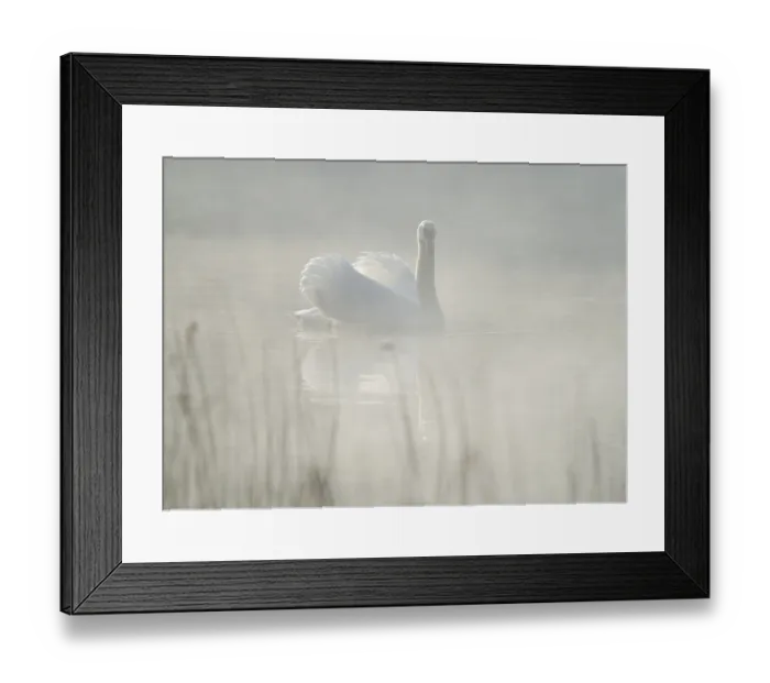Framed Print : Silted swan (Cygnus olor) swims in impressive position on a lake Framed Print : Silted swan (Cygnus olor) swims in impressive position on a lake