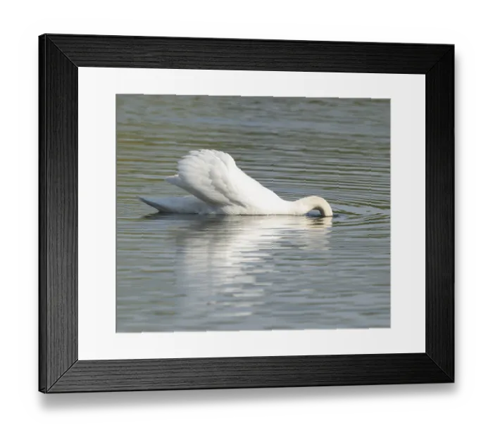 Framed Print : Silted swan (Cygnus olor) swims on a lake Framed Print : Silted swan (Cygnus olor) swims on a lake