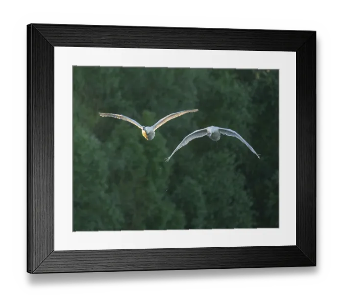 Framed Print : Silted swan (Cygnus olor), two swans in flight Framed Print : Silted swan (Cygnus olor), two swans in flight