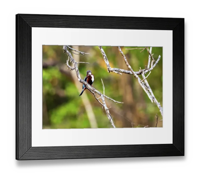 Framed Print : Kingfisher on a branch in a forest with a blurred background that creates a relaxed atmosphere