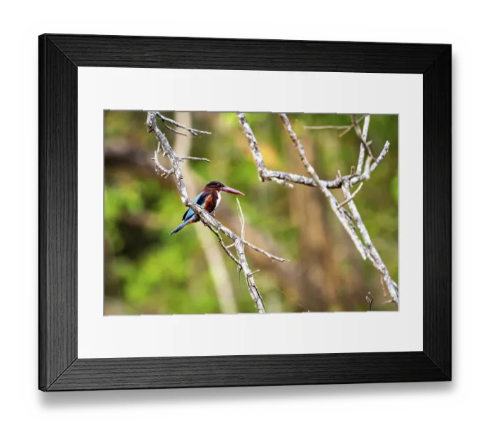 Framed Print : Kingfisher sits on a branch surrounded by green forest Framed Print : Kingfisher sits on a branch surrounded by green forest