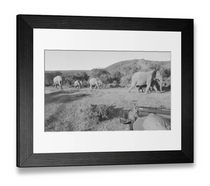 Framed Print : South Africa: Close up of an Elephant on a Safari at Shamwari Game Reserve