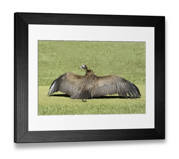 Framed Print : Cape vulture, (Necrosyrtes monachu)