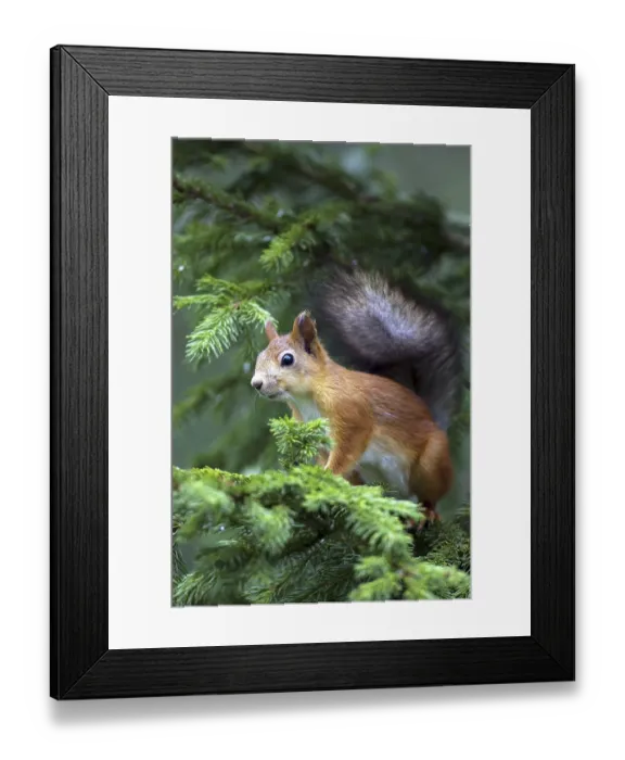 Framed Print : Squirrel, (Sciurus vulgaris), young animal