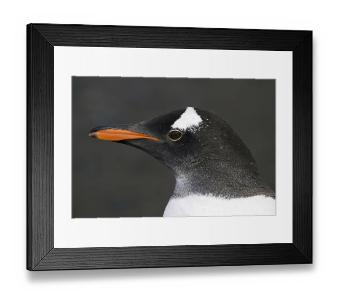 Framed Print : Donkey penguin (Pygoscelis papua)