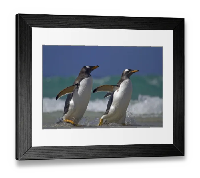 Framed Print : Donkey penguin (Pygoscelis papua) Framed Print : Donkey penguin (Pygoscelis papua)