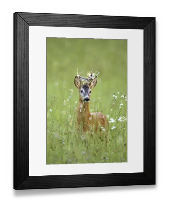 Framed Print : Roebuck, (Capreolus capreolus)