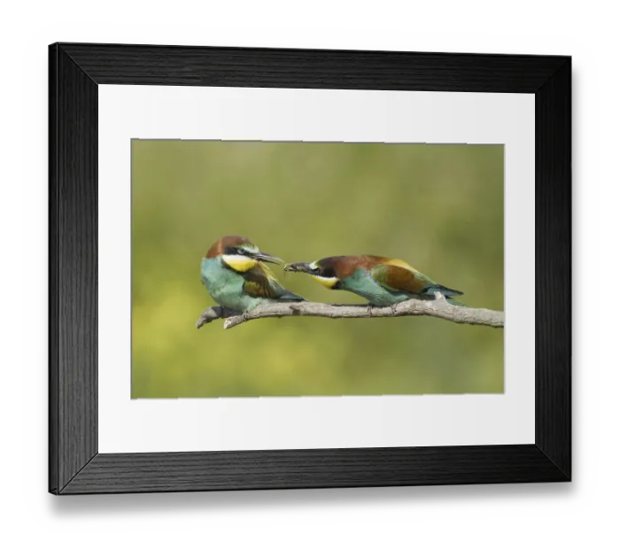 Framed Print : Animals, birds, bee-eaters, couple Framed Print : Animals, birds, bee-eaters, couple