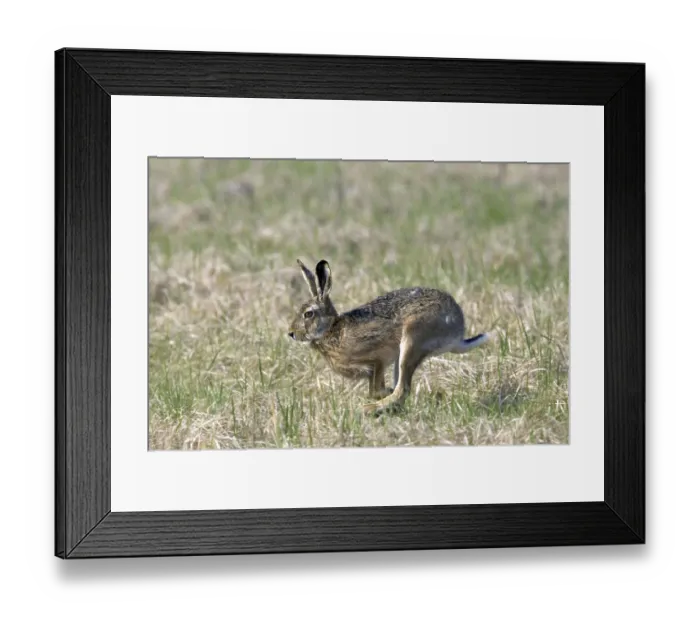 Framed Print : Hare, (Lepus europaeus), running during bumping season Framed Print : Hare, (Lepus europaeus), running during bumping season