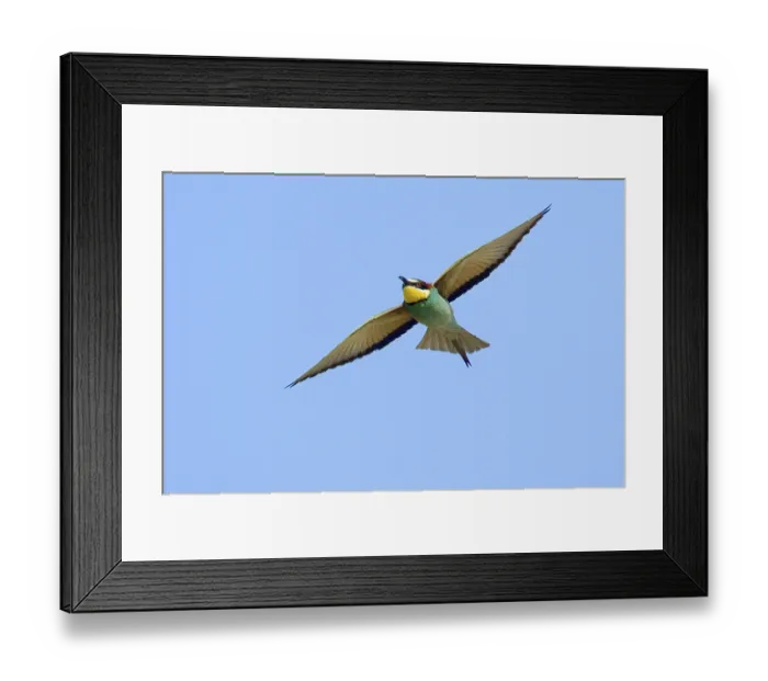 Framed Print : Bee-eater, (Merops apiaster), aerial view