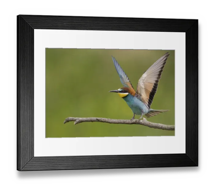 Framed Print : Animals, birds, bee-eaters (Merops apiaster)