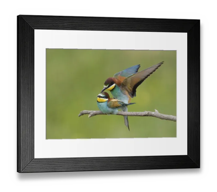Framed Print : Animals, birds, bee-eaters, (Merops apiaster) courtship shot