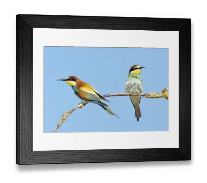 Framed Print : Animals, birds, bee-eaters, couple