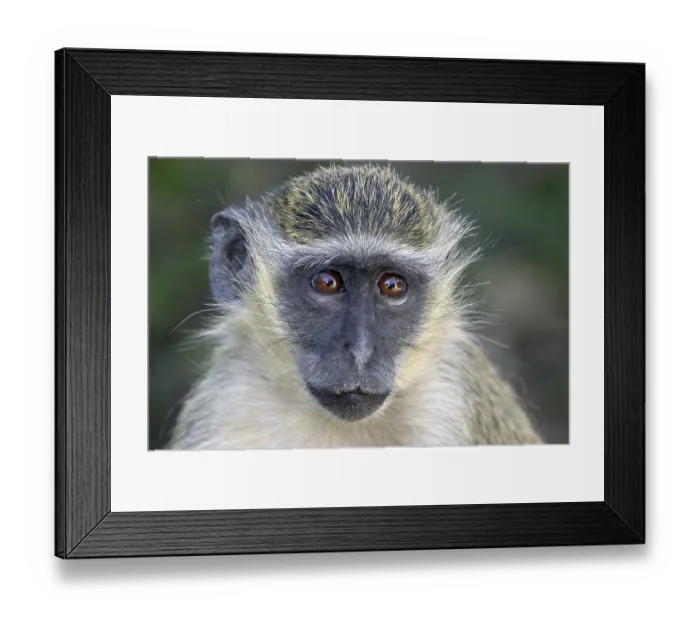 Framed Print : Green monkeys (Cercopithecus aethiops) Framed Print : Green monkeys (Cercopithecus aethiops)