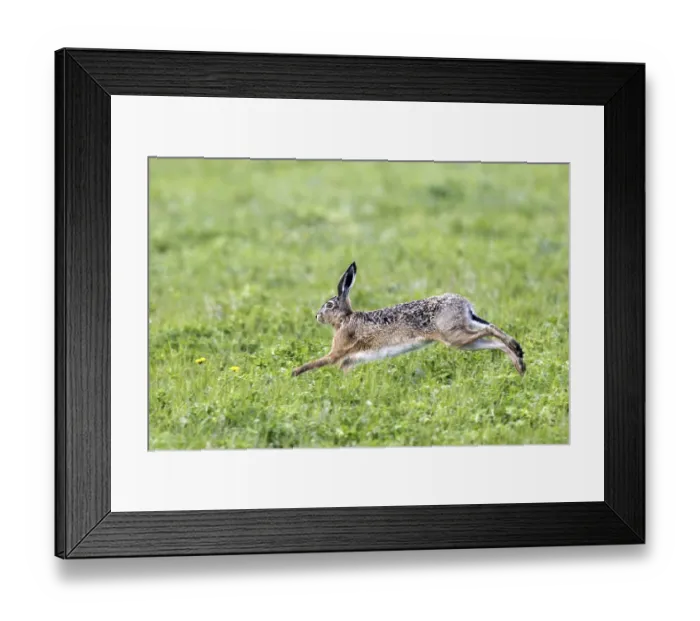 Framed Print : European hare, hare, (Lepus europaeus) Framed Print : European hare, hare, (Lepus europaeus)