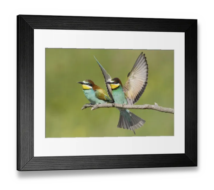 Framed Print : Animals, birds, bee-eaters, couple