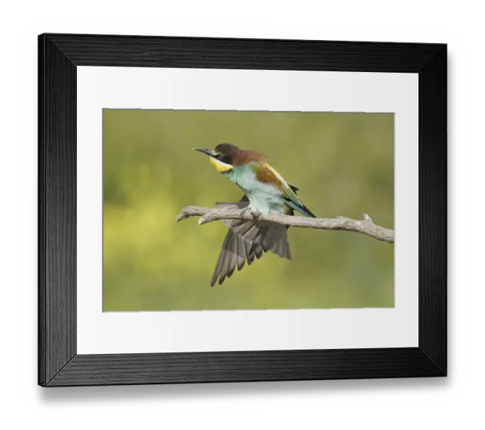 Framed Print : Animals, birds, bee-eaters (Merops apiaster) Framed Print : Animals, birds, bee-eaters (Merops apiaster)