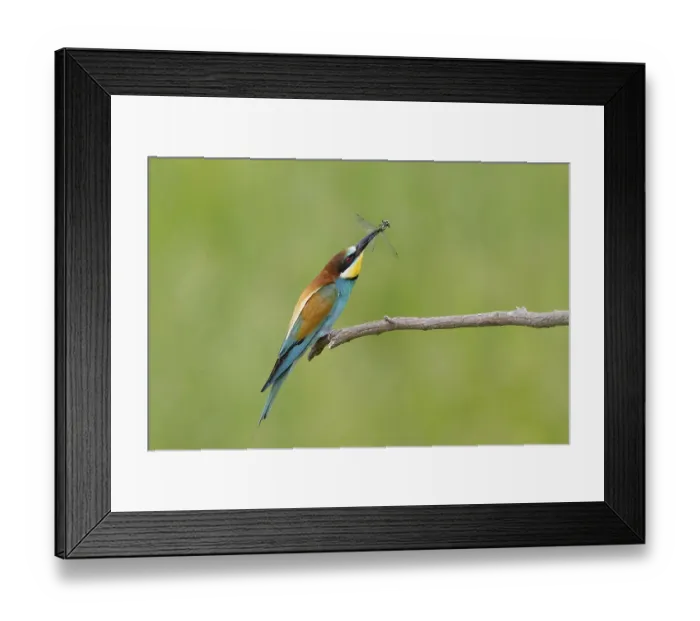 Framed Print : Animals, birds, bee-eaters, (Merops apiaster) Framed Print : Animals, birds, bee-eaters, (Merops apiaster)