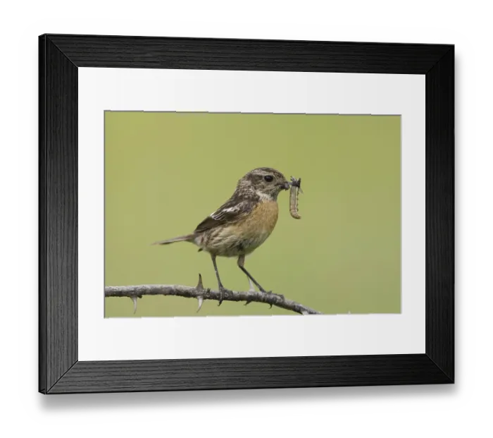 Framed Print : Animals, birds, black throats with prey Framed Print : Animals, birds, black throats with prey