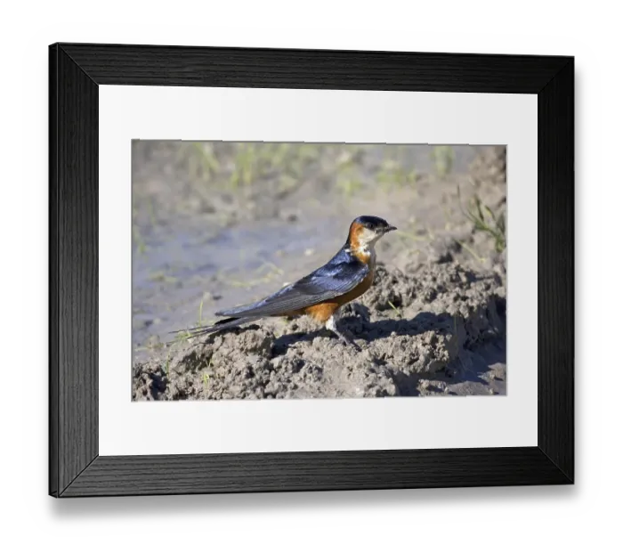 Framed Print : Senegal swallow, (Hirundo senegalensis) swallow collects nesting material Framed Print : Senegal swallow, (Hirundo senegalensis) swallow collects nesting material