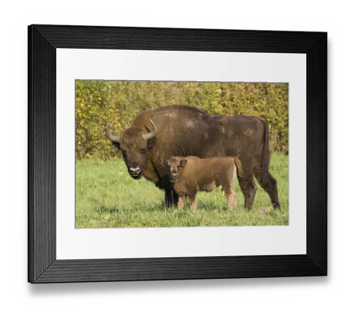 Framed Print : Animals, mammals, bison, cow with calf