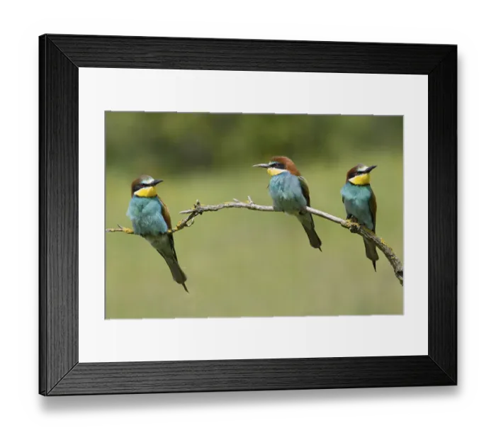 Framed Print : Animals, birds, bee-eaters, (Merops apiaster) courtship