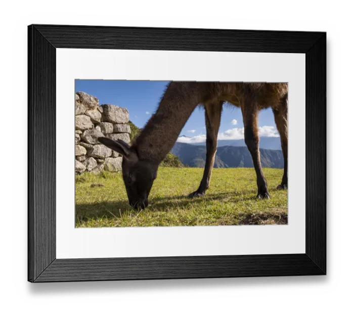 Framed Print : Llama at the ruins of Machu Picchu, Peru