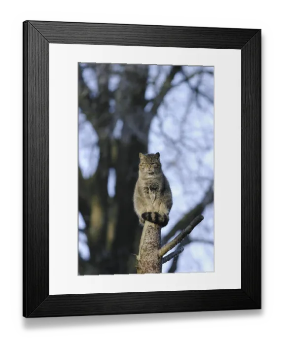 Framed Print : ibxofs00012126.jpg