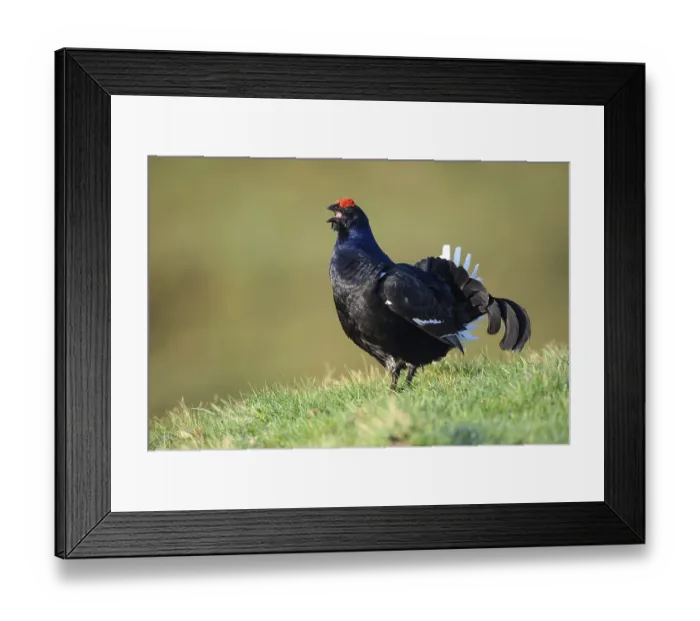 Framed Print : Courting black grouse, in a meadow