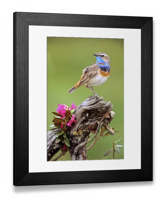 Framed Print : Red star bluethroat sitting room Framed Print : Red star bluethroat sitting room