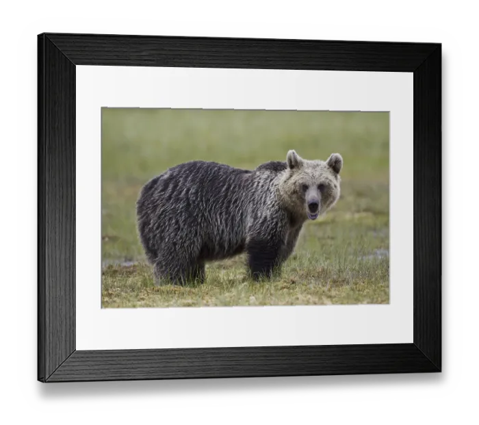 Framed Print : Brown bear, animals, mammal, (Ursus arctos) Framed Print : Brown bear, animals, mammal, (Ursus arctos)