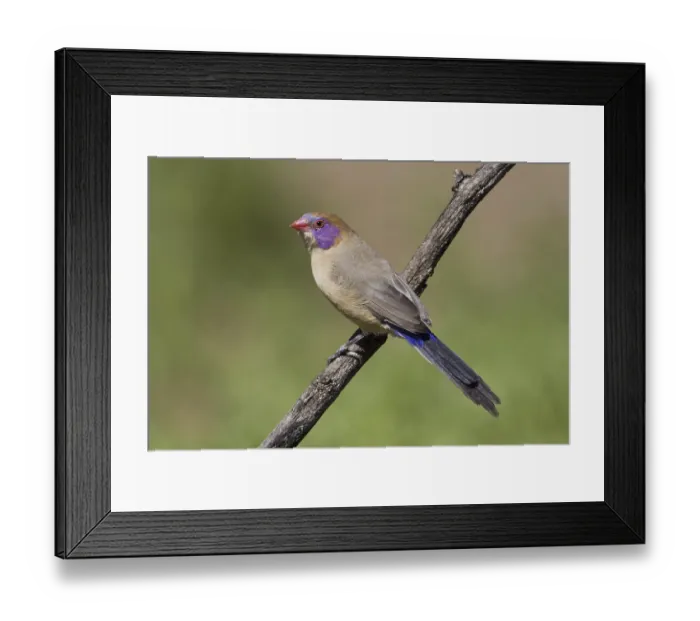 Framed Print : Granatastrid, (Uraeginthus granatina) Granatastrild