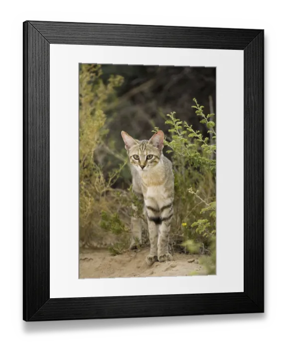 Framed Print : African wild cat, fallow cat, (Felis lybica)