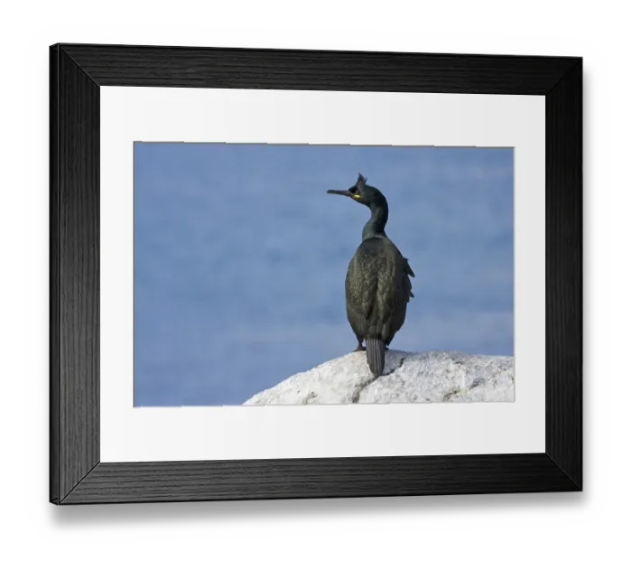 Framed Print : Crow scarlet, (Phalacrocorax aristotelis) Framed Print : Crow scarlet, (Phalacrocorax aristotelis)