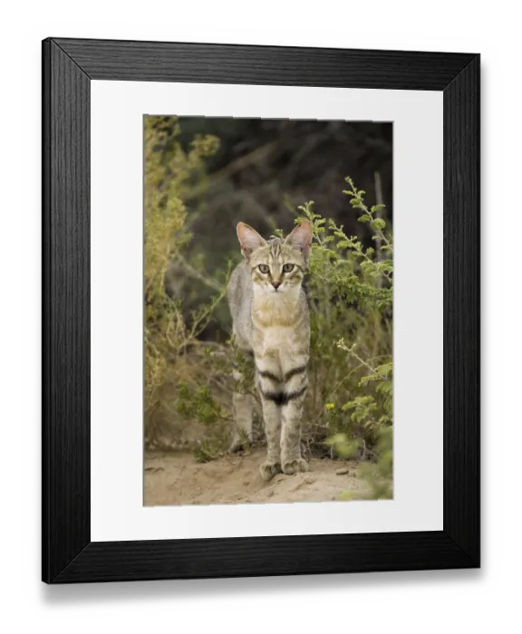 Framed Print : African wild cat, (Felis lybica)