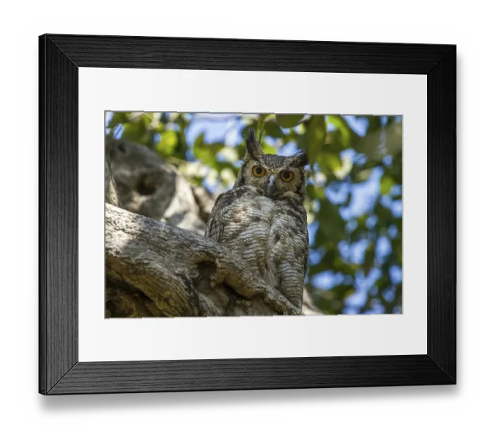 Framed Print : Choliba screech owl (Megascops choliba)
