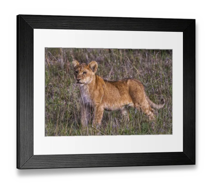 Framed Print : Lion offspring (Panthera leo), South Africa Framed Print : Lion offspring (Panthera leo), South Africa