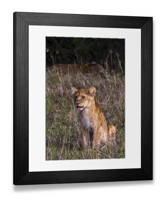 Framed Print : Lion offspring (Panthera leo), South Africa Framed Print : Lion offspring (Panthera leo), South Africa