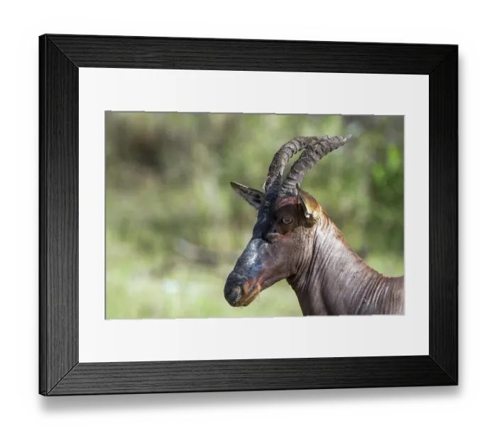 Framed Print : Lyre antelope (Damaliscus lunatus) Topi