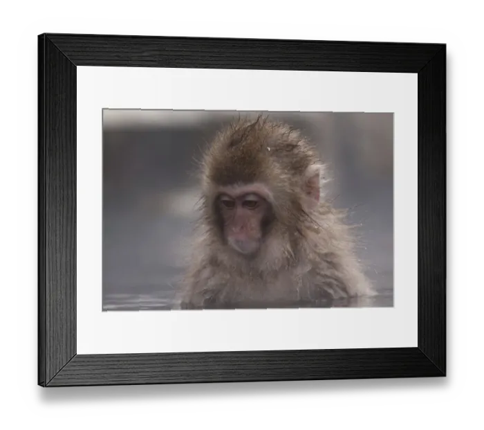 Framed Print : Japanese macaque or snow japanese monkey (Macaca fuscata) young Framed Print : Japanese macaque or snow japanese monkey (Macaca fuscata) young