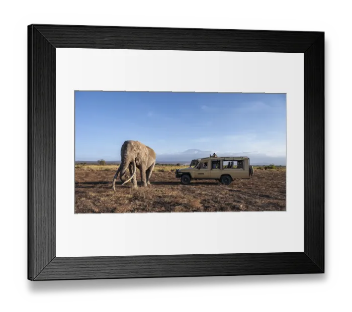 Framed Print : African elephant (Loxodonta africana) Framed Print : African elephant (Loxodonta africana)