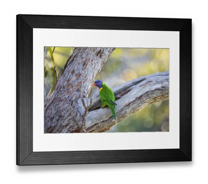 Framed Print : Rainbow Lorikeet (Trichoglossus moluccanus)