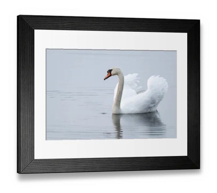 Framed Print : Silted swan (Cygnus olor) swims in impressive position on a lake