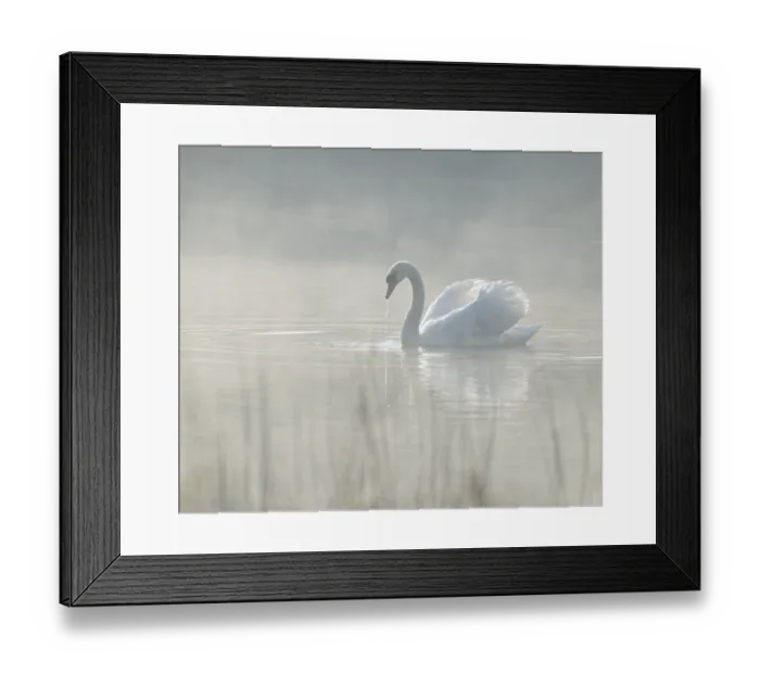 Framed Print : Silted swan (Cygnus olor) swims in impressive position on a lake