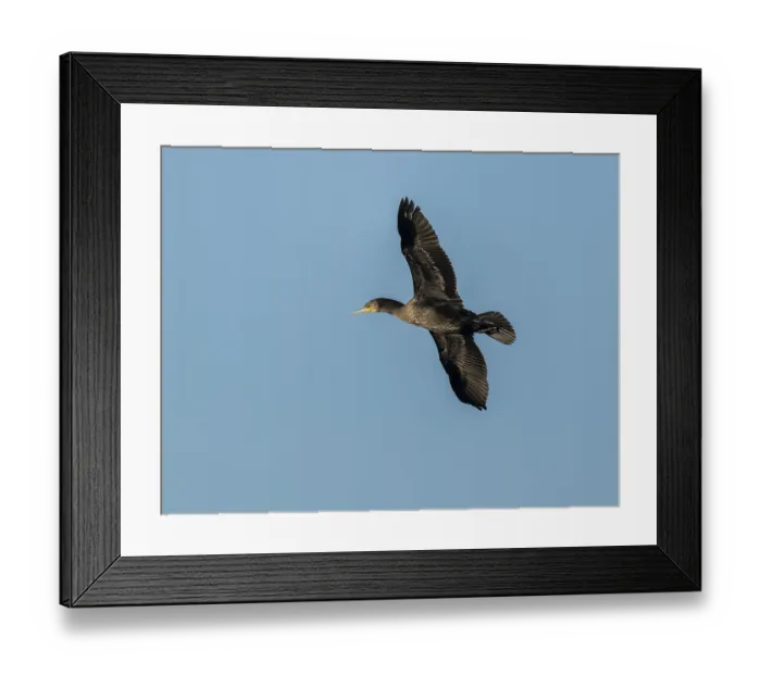Framed Print : Cormorant (Phalacrocorax carbo) in flight