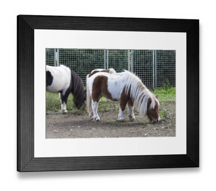 Framed Print : A brown and white pony with a long Framed Print : A brown and white pony with a long